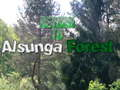 Juego Regreso al Bosque de Alsunga  en línea