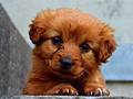Juego Cachorro Rompecabezas  en línea