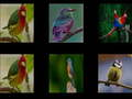 Juego Memoriza las aves  en línea
