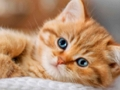 Juego Colección de rompecabezas de gatitos  en línea