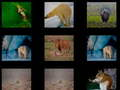 Juego Memoria Animal  en línea