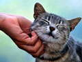 Juego Gato haciendo cosquillas  en línea
