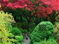 Juego Escape del jardín de la hoja de arce  en línea