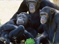 Juego Escapada divertida de la jungla de chimpancés  en línea