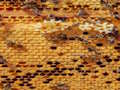 Juego Rompecabezas de abejas melíferas  en línea