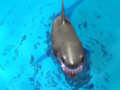Juego Sobrevive a los tiburones  en línea