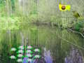 Juego Aventura en el bosque a la luz del sol  en línea