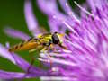 Juego Rompecabezas de insectos  en línea