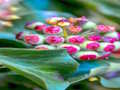 Juego Rompecabezas de plantas de hiedra  en línea