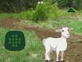 Juego Cabra encuentra al niño  en línea