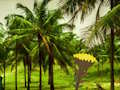 Juego Escape de la tierra de los cocos  en línea