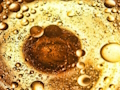 Juego Rompecabezas de burbujas de aceite  en línea