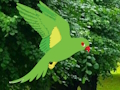 Juego Loro encuentra el nido  en línea