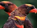 Juego Rompecabezas de loro naranja  en línea