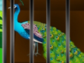 Juego Libera la belleza enjaulada  en línea