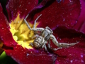 Juego Rompecabezas de araña cangrejo  en línea