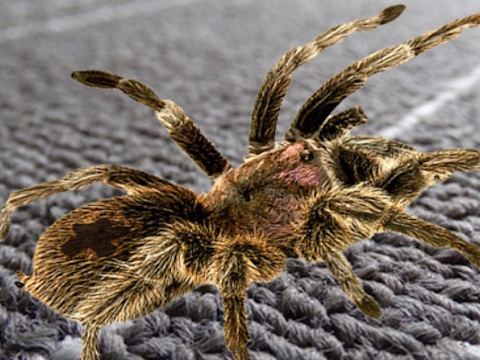 Juego Diferencia de araña real  en línea