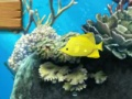 Juego Big Fish come pequeño  en línea